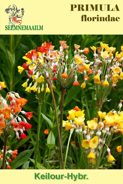 Sommarviva (Tibetansk Primula)